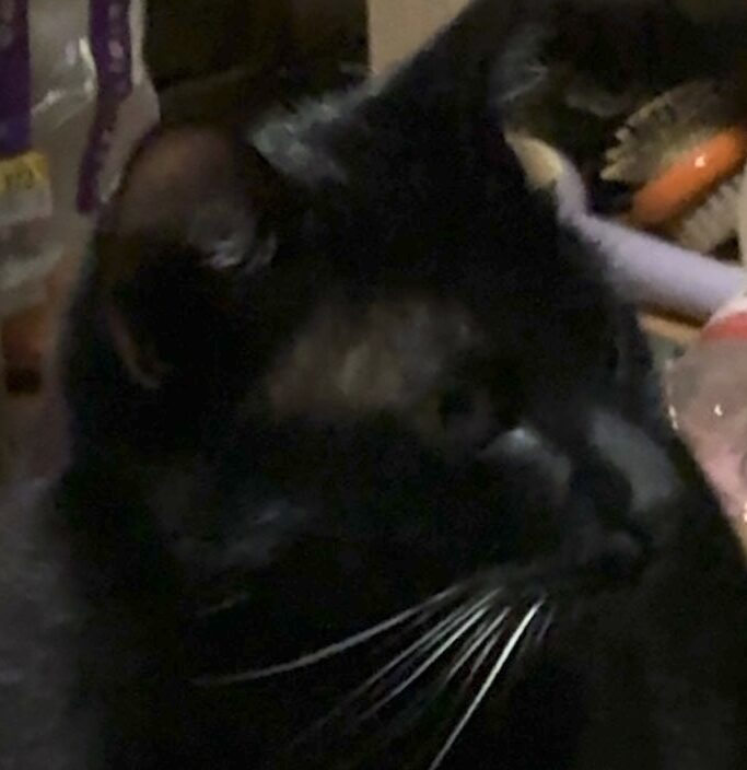 こころみたすペット思い出セレモニーにて葬儀したペットちゃん | バロンくん