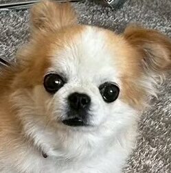 こころみたすペット思い出セレモニーにて葬儀したペットちゃん | ぽんたくん