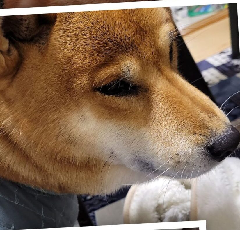 こころみたすペット思い出セレモニーにて葬儀したペットちゃん | アイくん