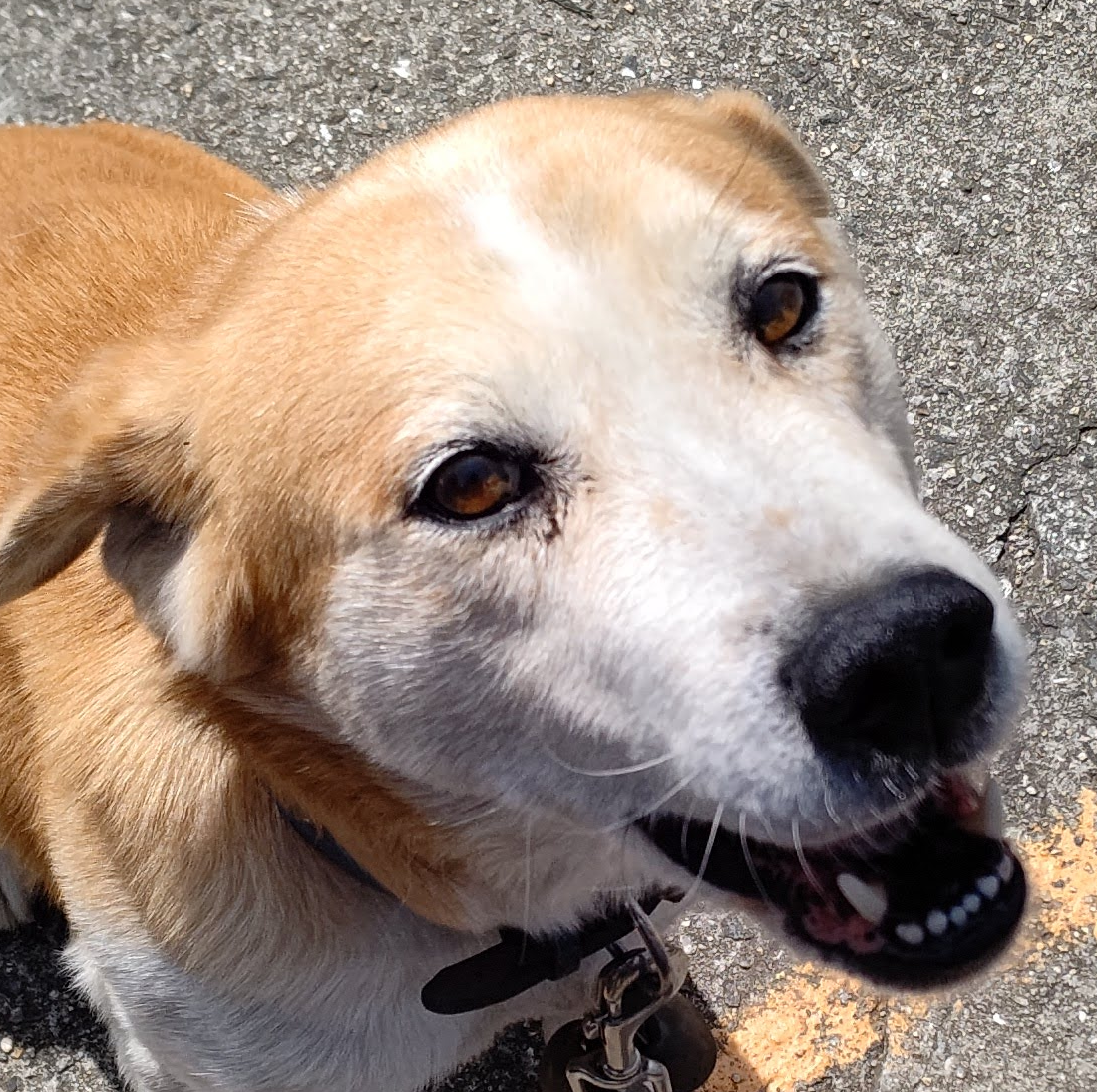 こころみたすペット思い出セレモニーにて葬儀したペットちゃん | ジャンボくん