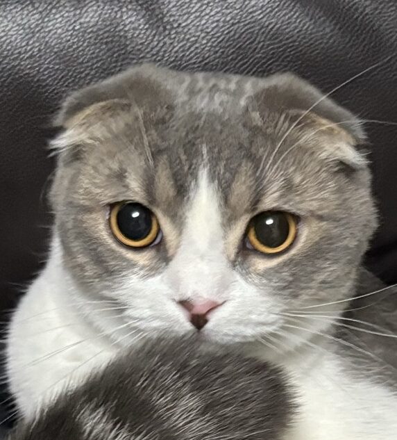 こころみたすペット思い出セレモニーにて葬儀したペットちゃん | ノエルくん