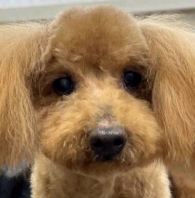 こころみたすペット思い出セレモニーにて葬儀したペットちゃん | ジェイピーくん