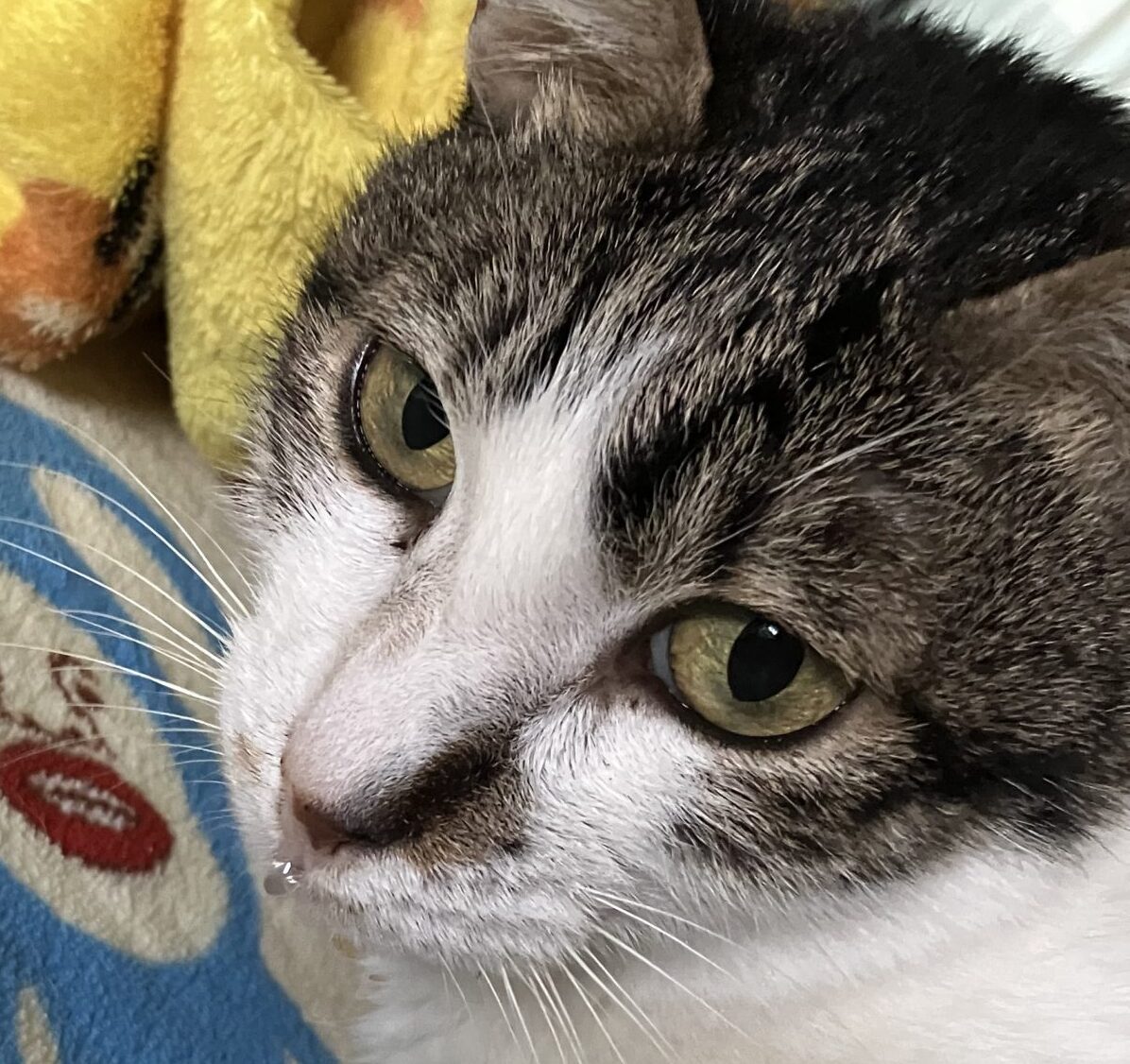 こころみたすペット思い出セレモニーにて葬儀したペットちゃん | ナイちゃん