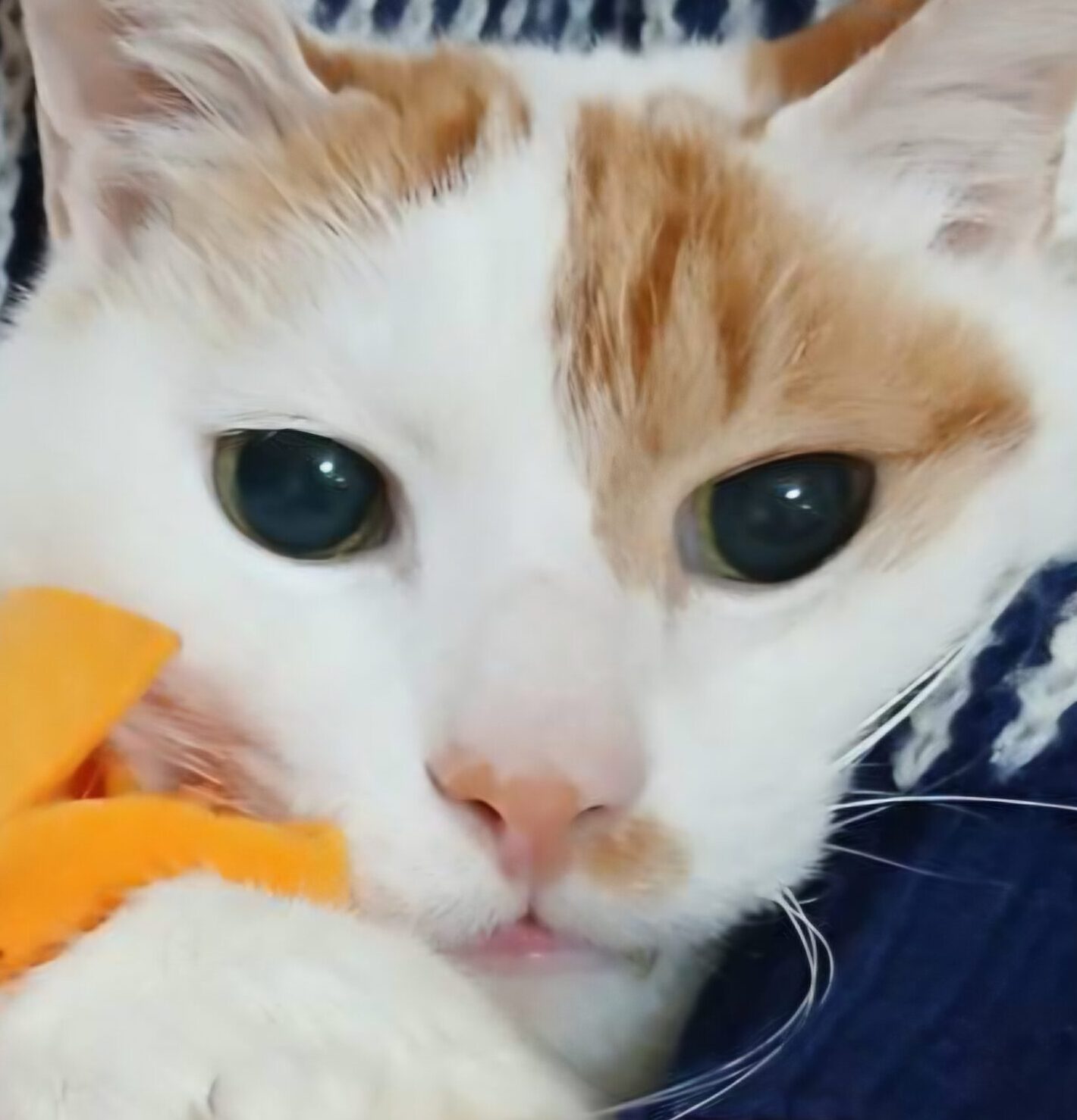 こころみたすペット思い出セレモニーにて葬儀したペットちゃん | ラテくん