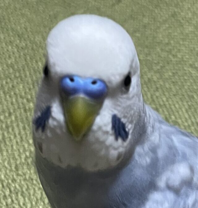 こころみたすペット思い出セレモニーにて葬儀したペットちゃん | チヒロくん