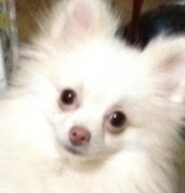 こころみたすペット思い出セレモニーにて葬儀したペットちゃん | ピピちゃん