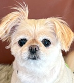 ピーチちゃん | こころみたす ペット思い出セレモニー