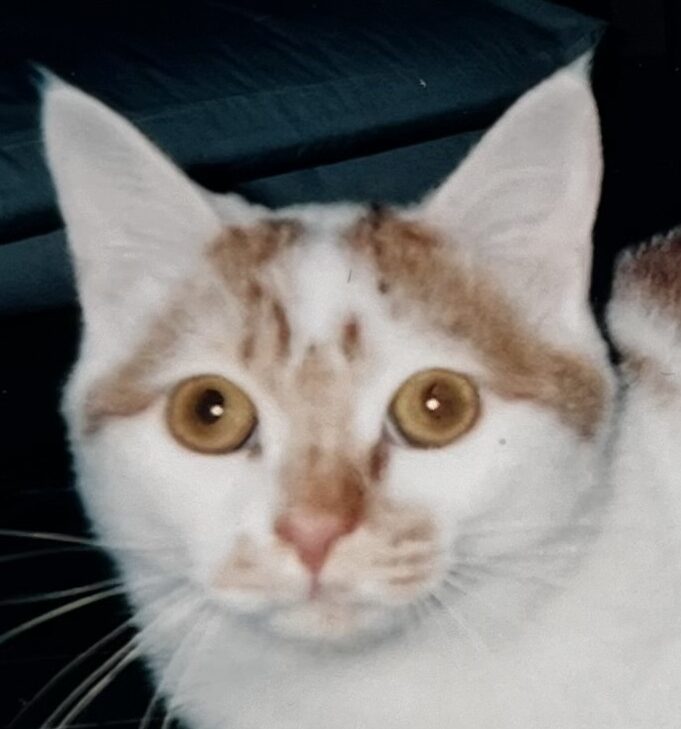 こころみたすペット思い出セレモニーにて葬儀したペットちゃん | ナナくん