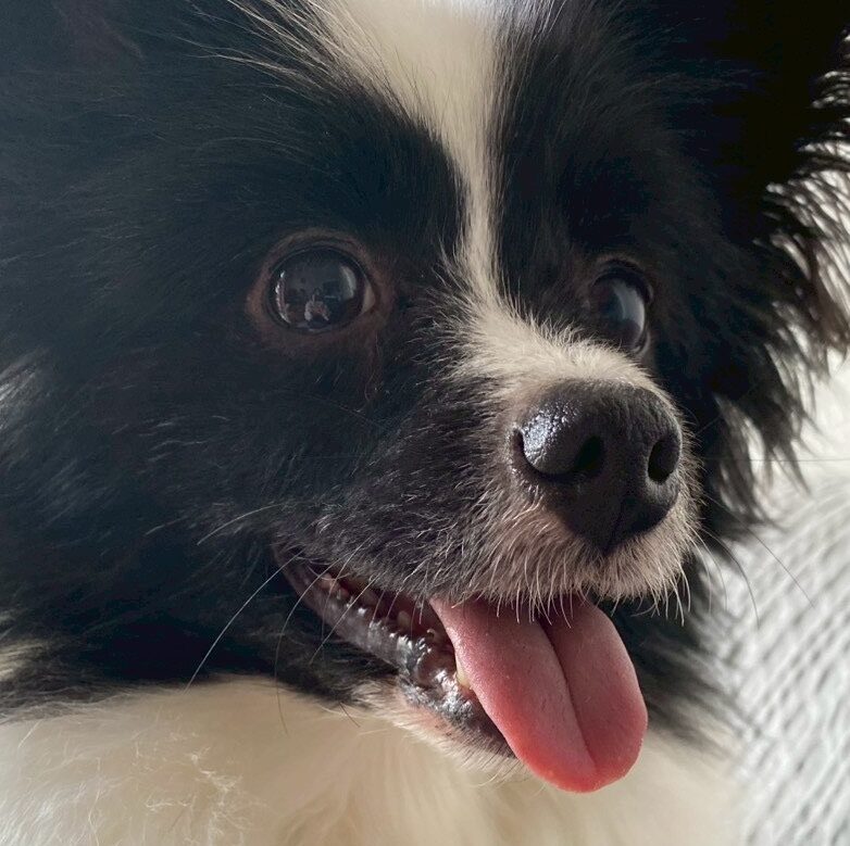 こころみたすペット思い出セレモニーにて葬儀したペットちゃん | さくらちゃん