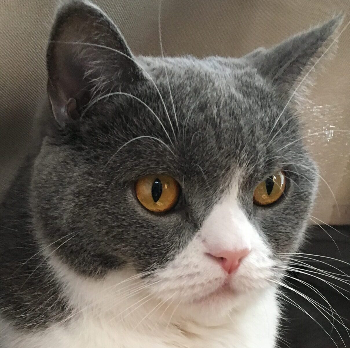 こころみたすペット思い出セレモニーにて葬儀したペットちゃん | フクくん