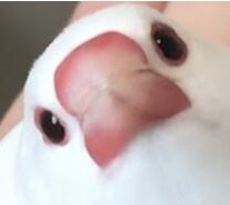 こころみたすペット思い出セレモニーにて葬儀したペットちゃん | ぴぃちゃん