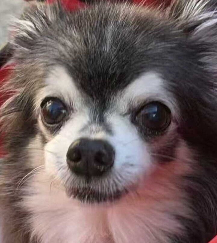 こころみたすペット思い出セレモニーにて葬儀したペットちゃん | 貝貝くん