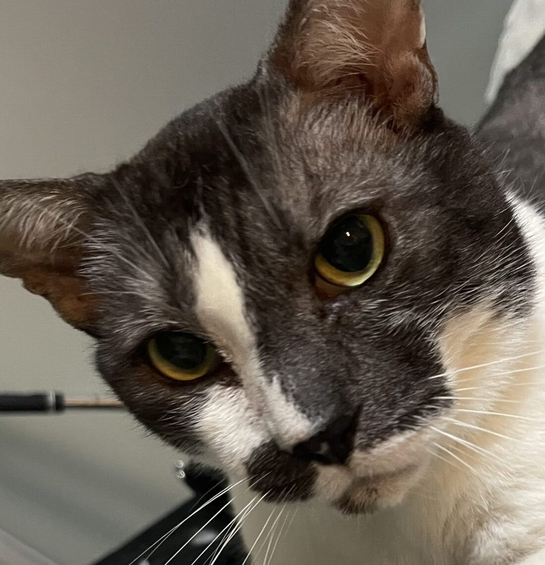 くぅーくん | こころみたす ペット思い出セレモニー