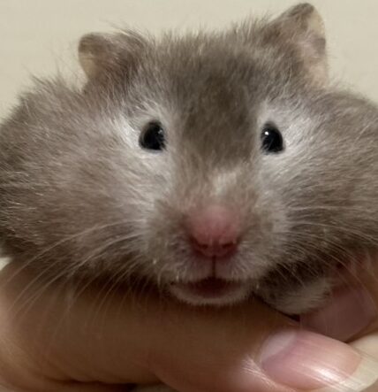 こころみたすペット思い出セレモニーにて葬儀したペットちゃん | ごまちゃん