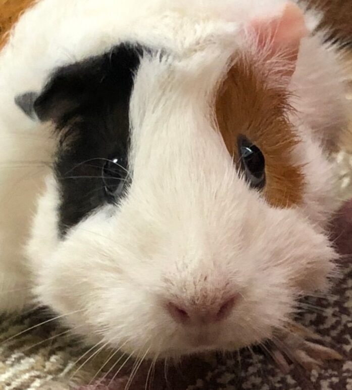 まるちゃん | こころみたす ペット思い出セレモニー