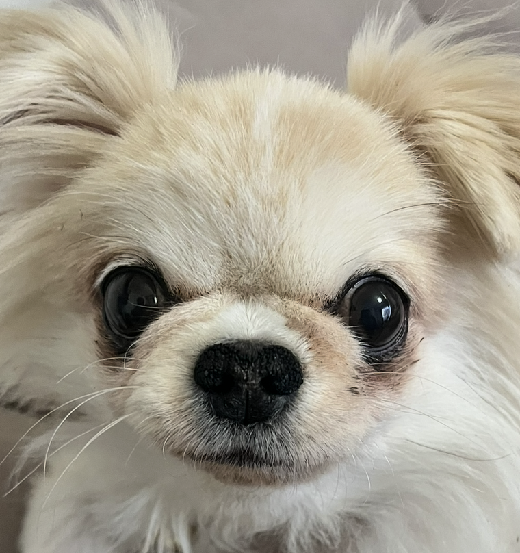 こむぎちゃん | こころみたす ペット思い出セレモニー