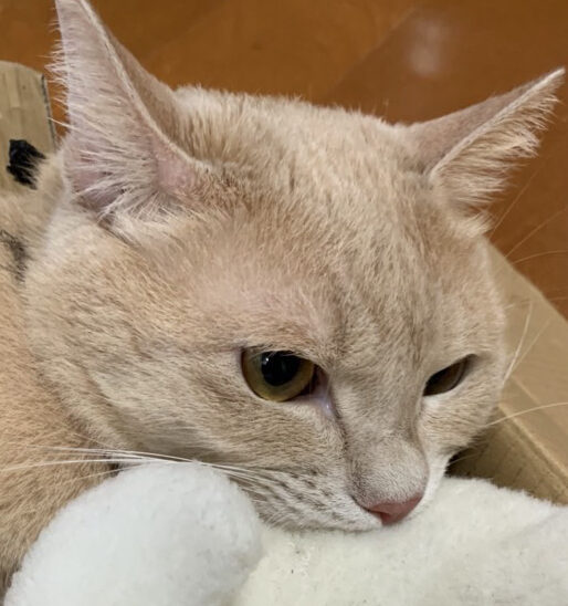 レオくん | こころみたす ペット思い出セレモニー