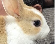 夢夢ちゃん | こころみたす ペット思い出セレモニー