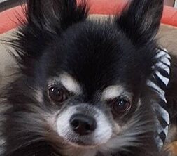 こころみたすペット思い出セレモニーにて葬儀したペットちゃん | ビギーくん