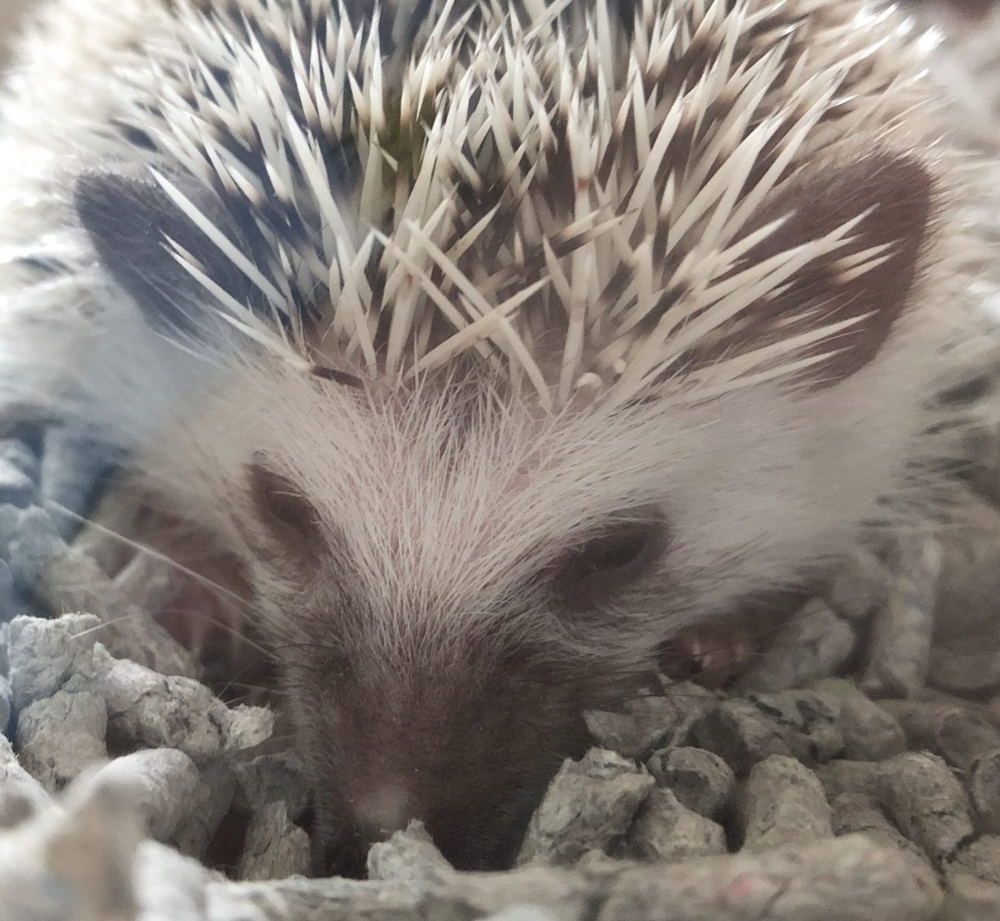 こころみたすペット思い出セレモニーにて葬儀したペットちゃん | チロルくん