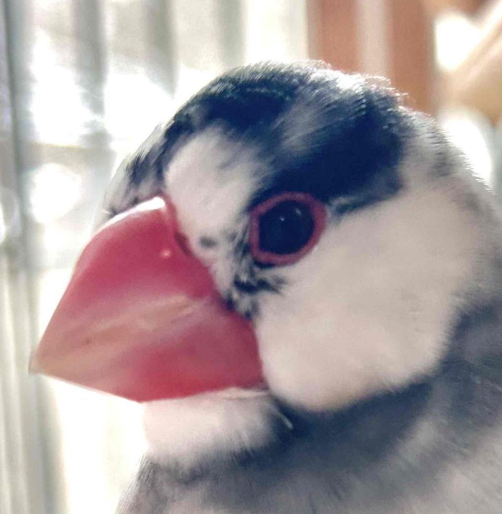 こころみたすペット思い出セレモニーにて葬儀したペットちゃん | さらくん