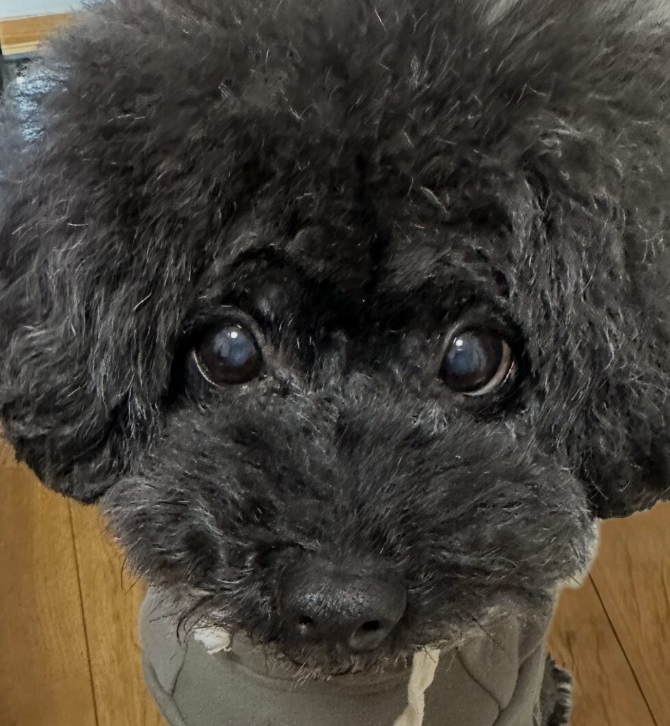 こころみたすペット思い出セレモニーにて葬儀したペットちゃん | ごはんくん