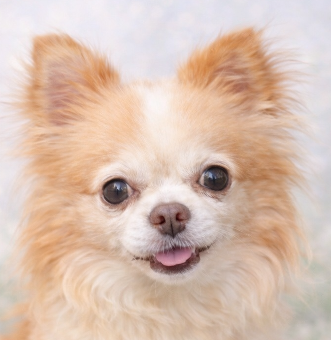 こころみたすペット思い出セレモニーにて葬儀したペットちゃん | サスケくん