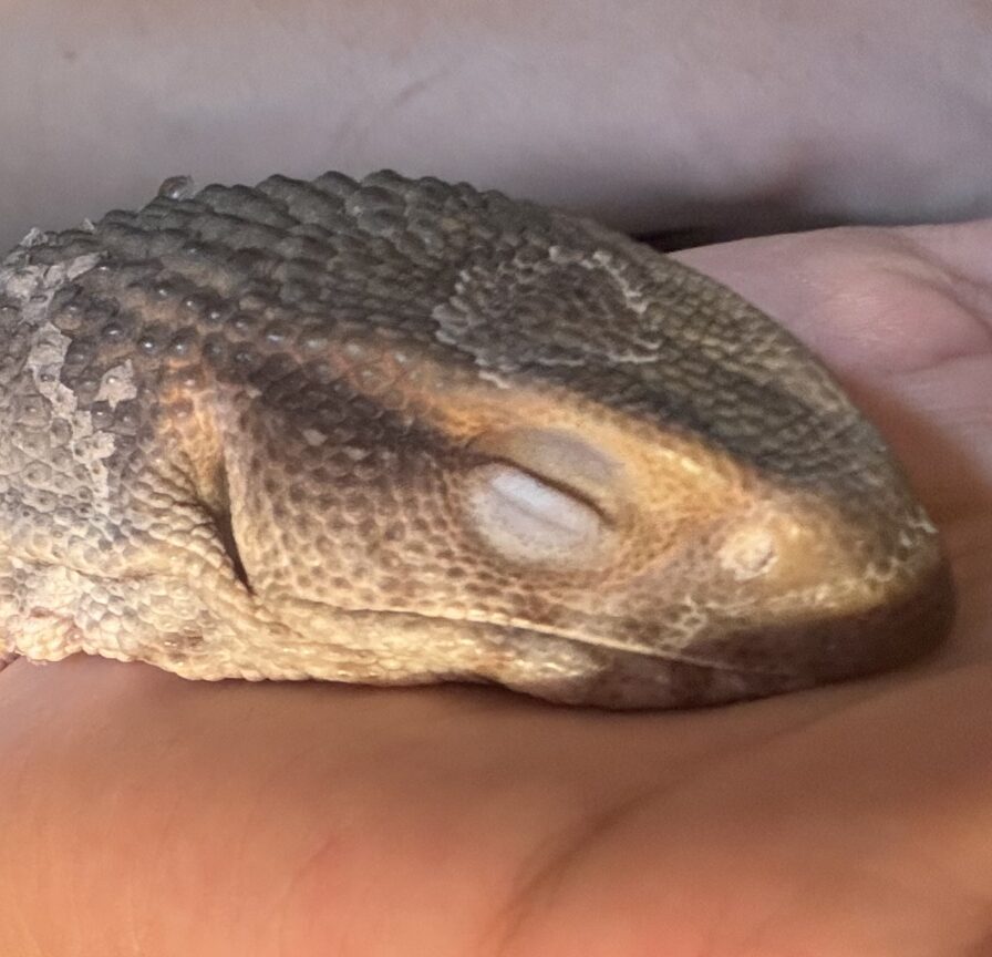 ツノちゃん | こころみたす ペット思い出セレモニー