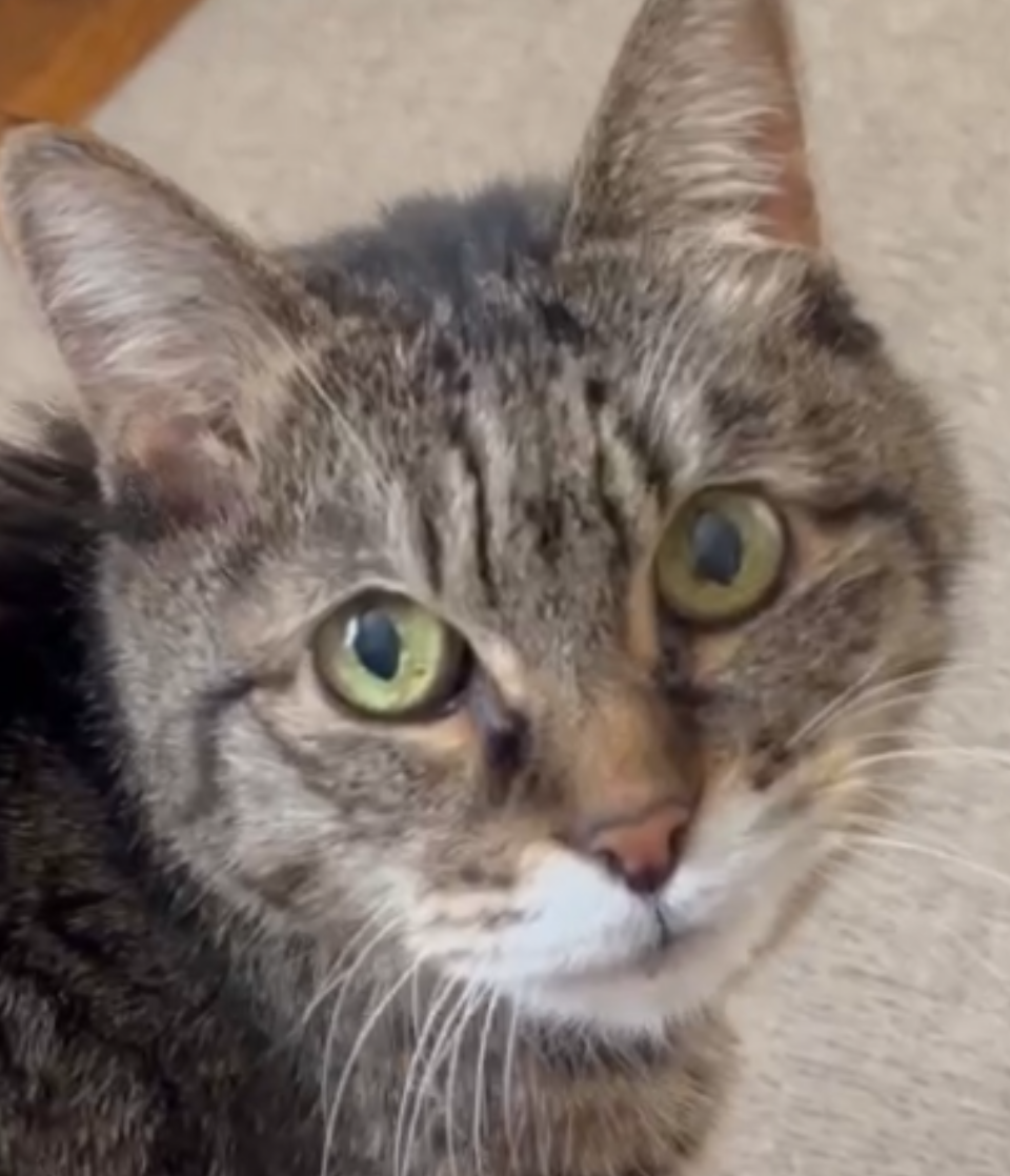 こころみたすペット思い出セレモニーにて葬儀したペットちゃん | チビちゃん