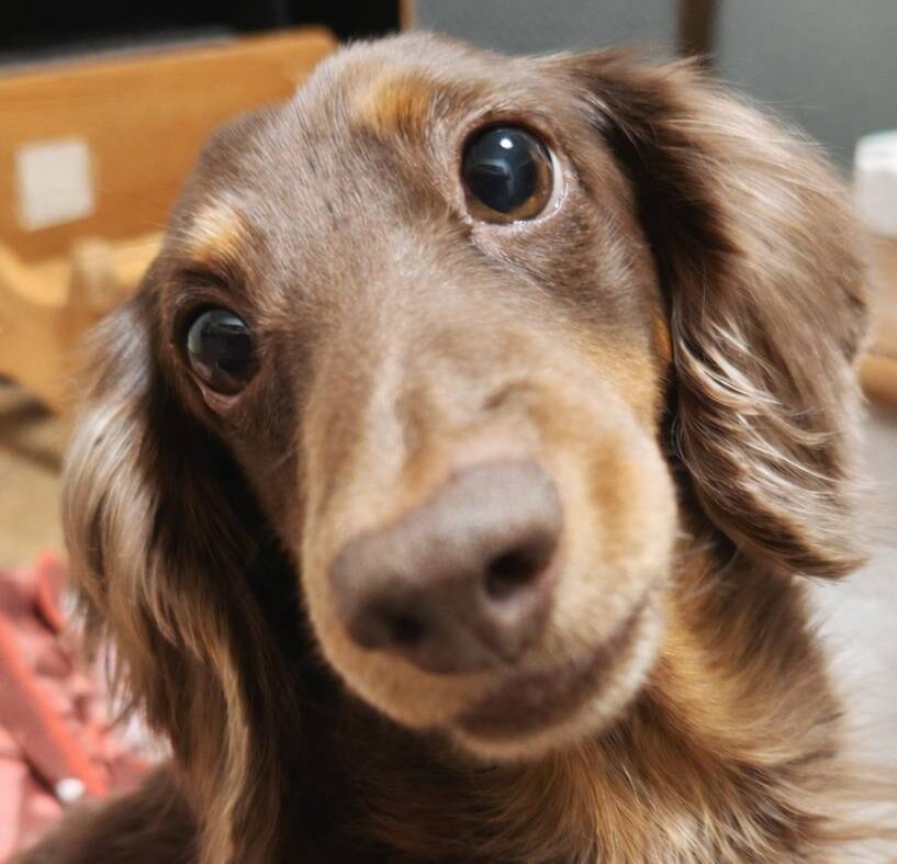 こころみたすペット思い出セレモニーにて葬儀したペットちゃん | れんくん