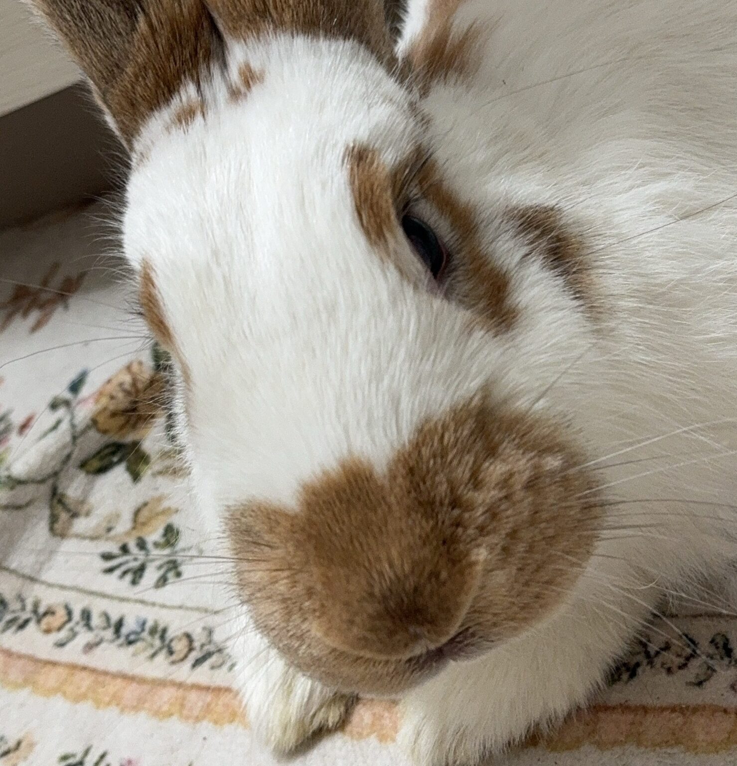 こころみたすペット思い出セレモニーにて葬儀したペットちゃん | ここちゃん