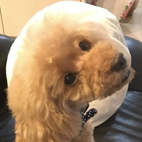 こころみたすペット思い出セレモニーにて葬儀したペットちゃん | ブランくん