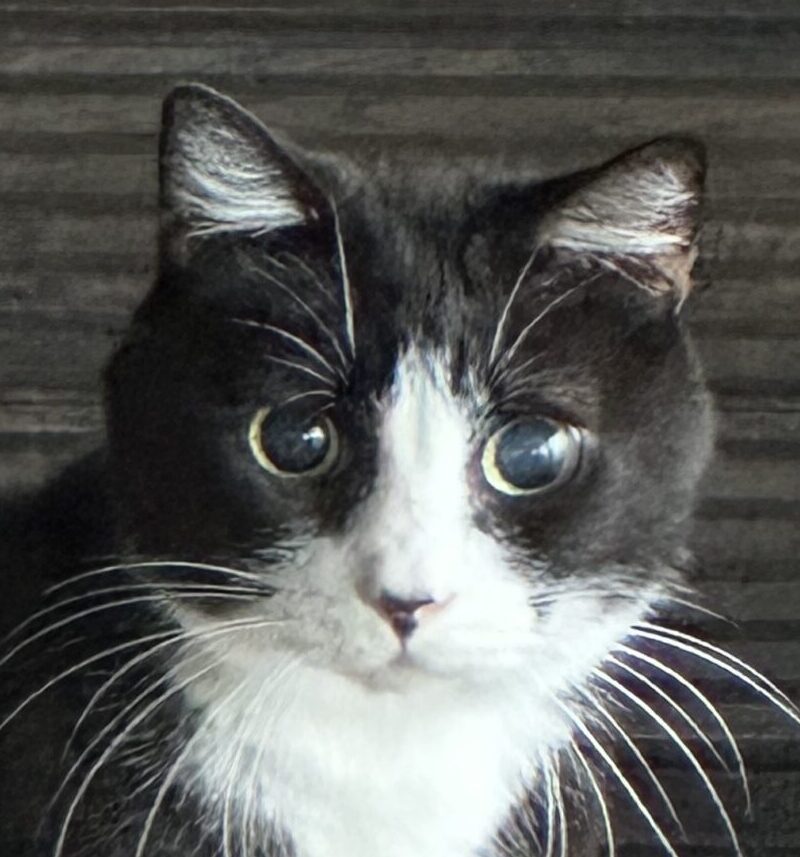 ソラくん | こころみたす ペット思い出セレモニー