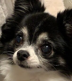 こころみたすペット思い出セレモニーにて葬儀したペットちゃん | モコちゃん