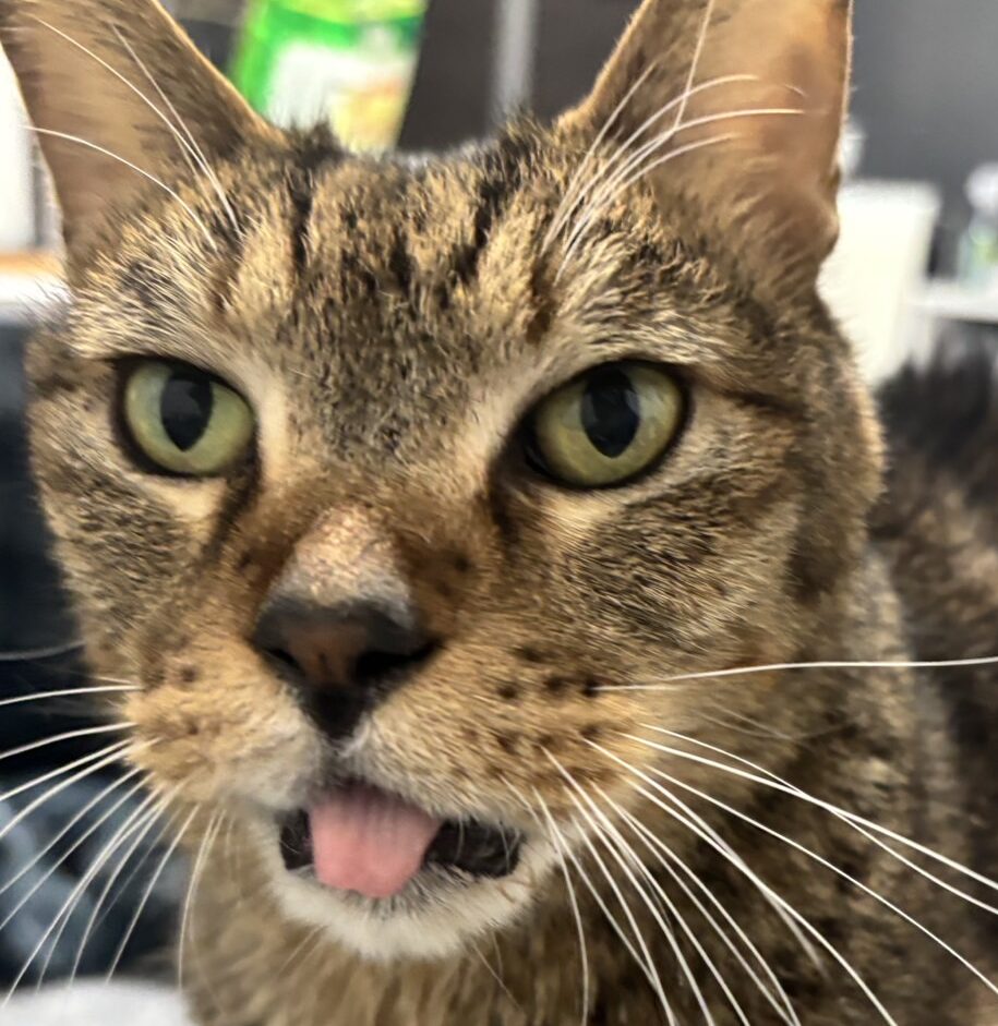 こころみたすペット思い出セレモニーにて葬儀したペットちゃん | ジャンゴくん