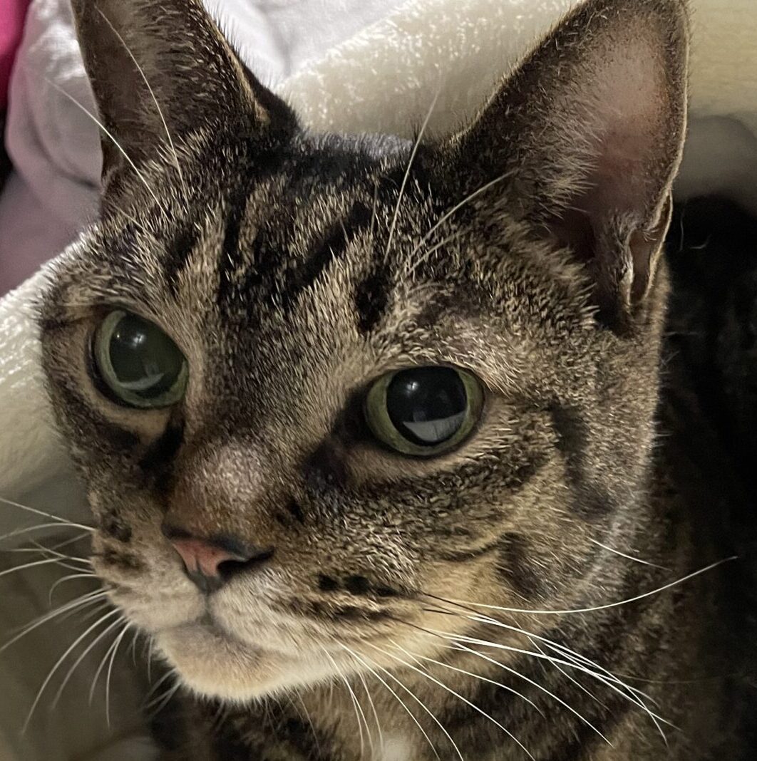 こころみたすペット思い出セレモニーにて葬儀したペットちゃん | キラくん