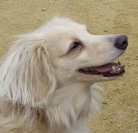 プリンちゃん | こころみたす ペット思い出セレモニー