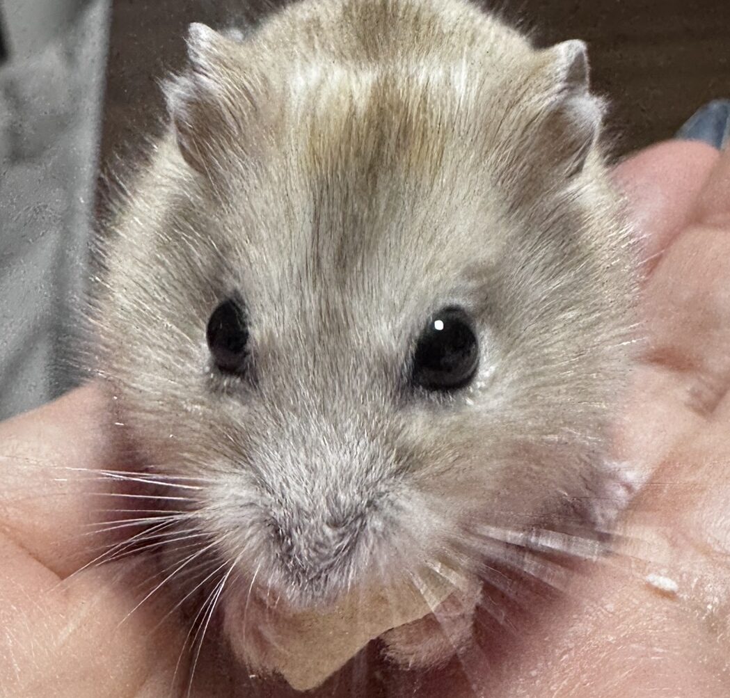 Leoくん | こころみたす ペット思い出セレモニー