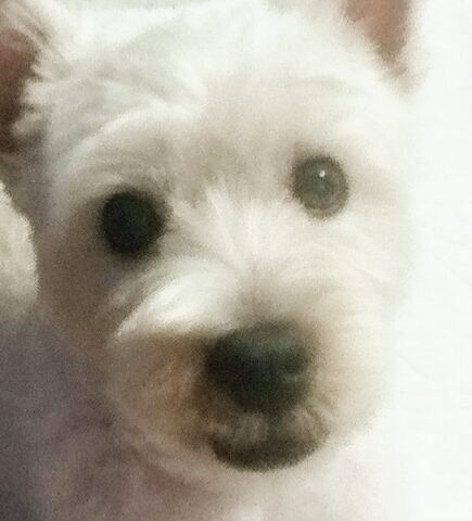 はるちゃん | こころみたす ペット思い出セレモニー