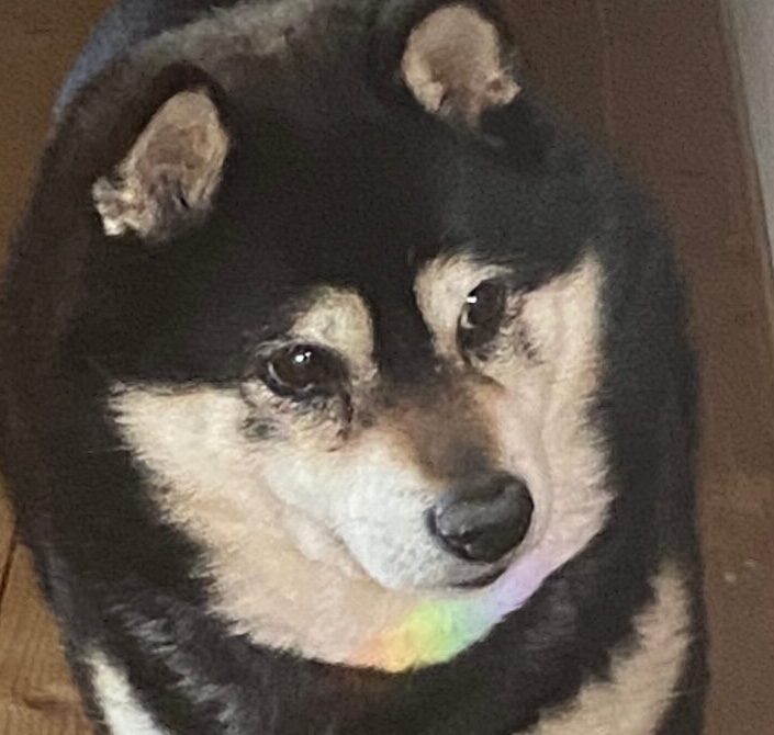 海くん | こころみたす ペット思い出セレモニー