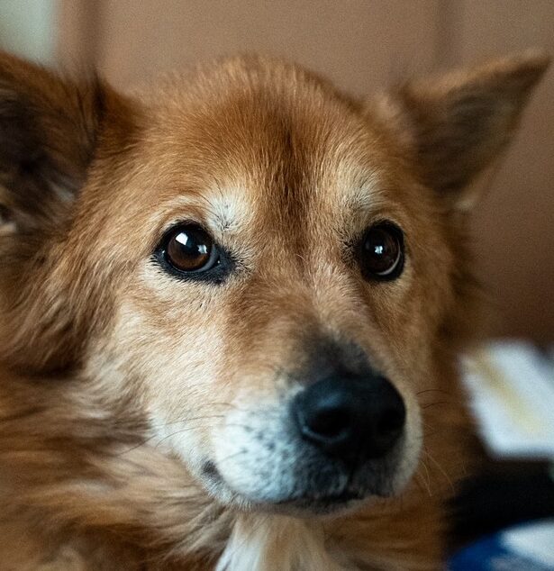 くうちゃん | こころみたす ペット思い出セレモニー