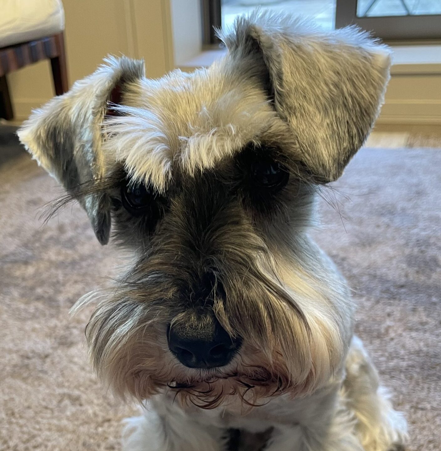 新之助くん | こころみたす ペット思い出セレモニー