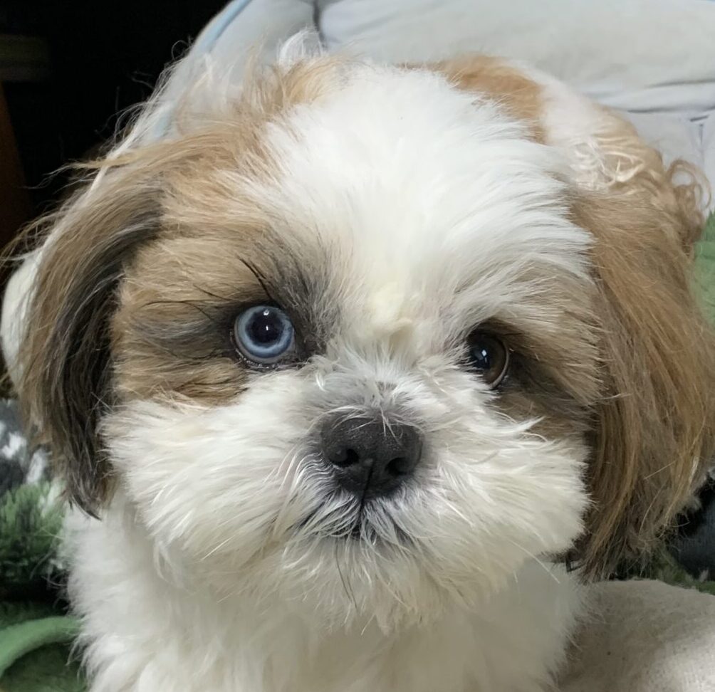 こころみたすペット思い出セレモニーにて葬儀したペットちゃん | リキくん