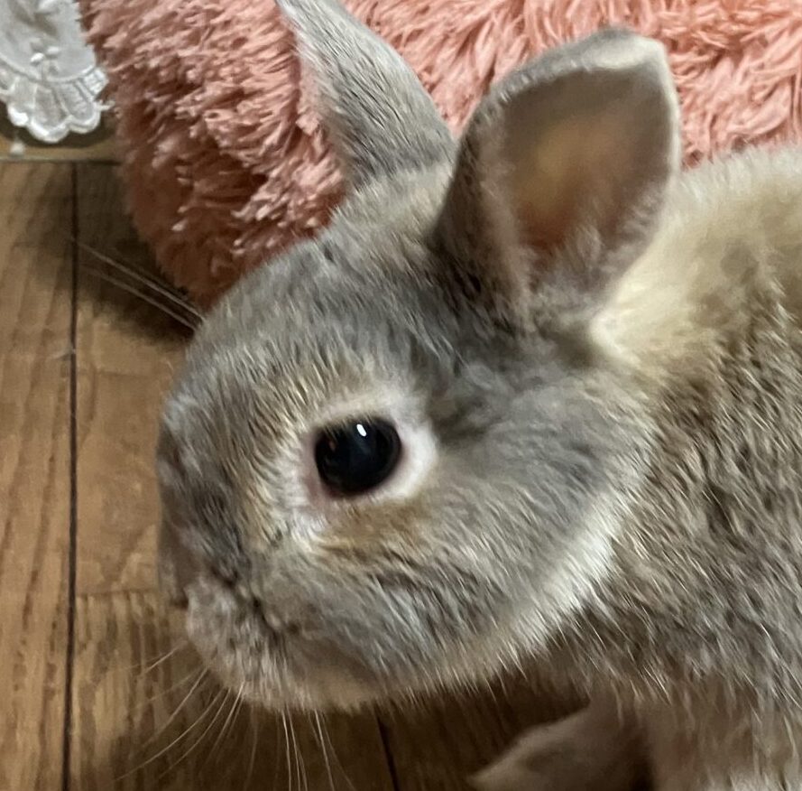 こころみたすペット思い出セレモニーにて葬儀したペットちゃん | ココアくん