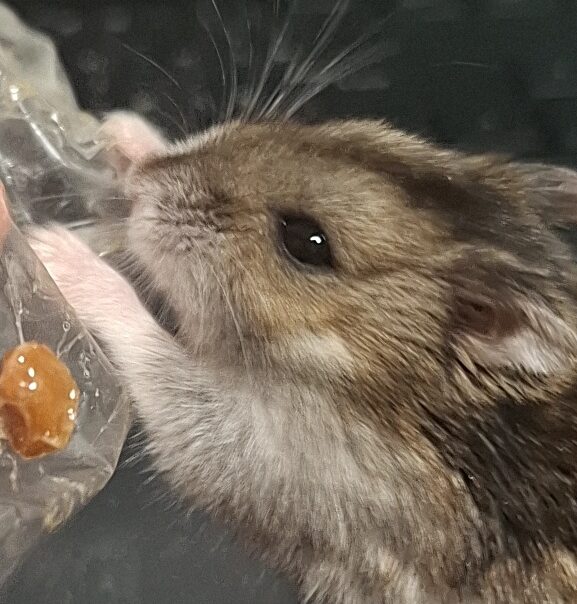 こころみたすペット思い出セレモニーにて葬儀したペットちゃん | ぱるちゃん