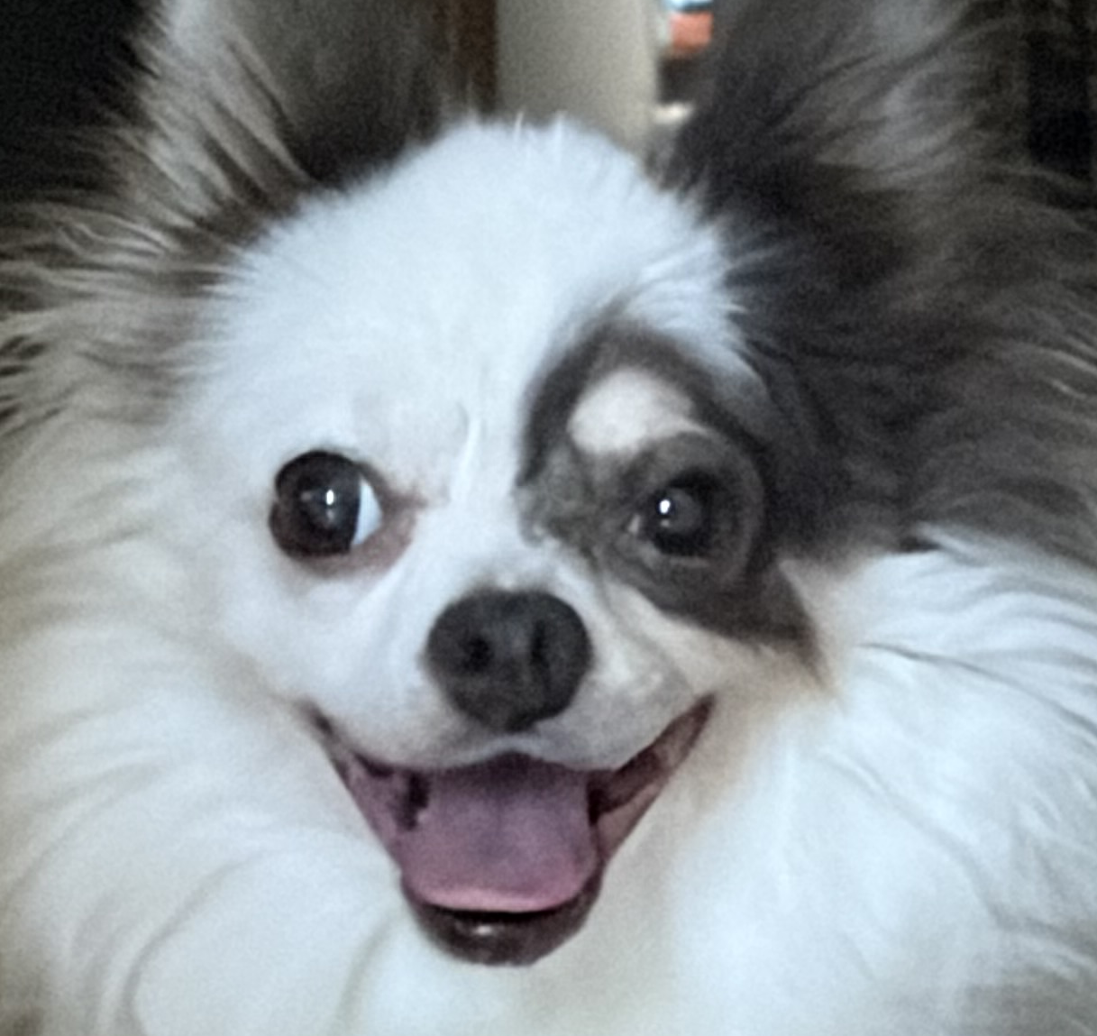 こころみたすペット思い出セレモニーにて葬儀したペットちゃん | りょうくん