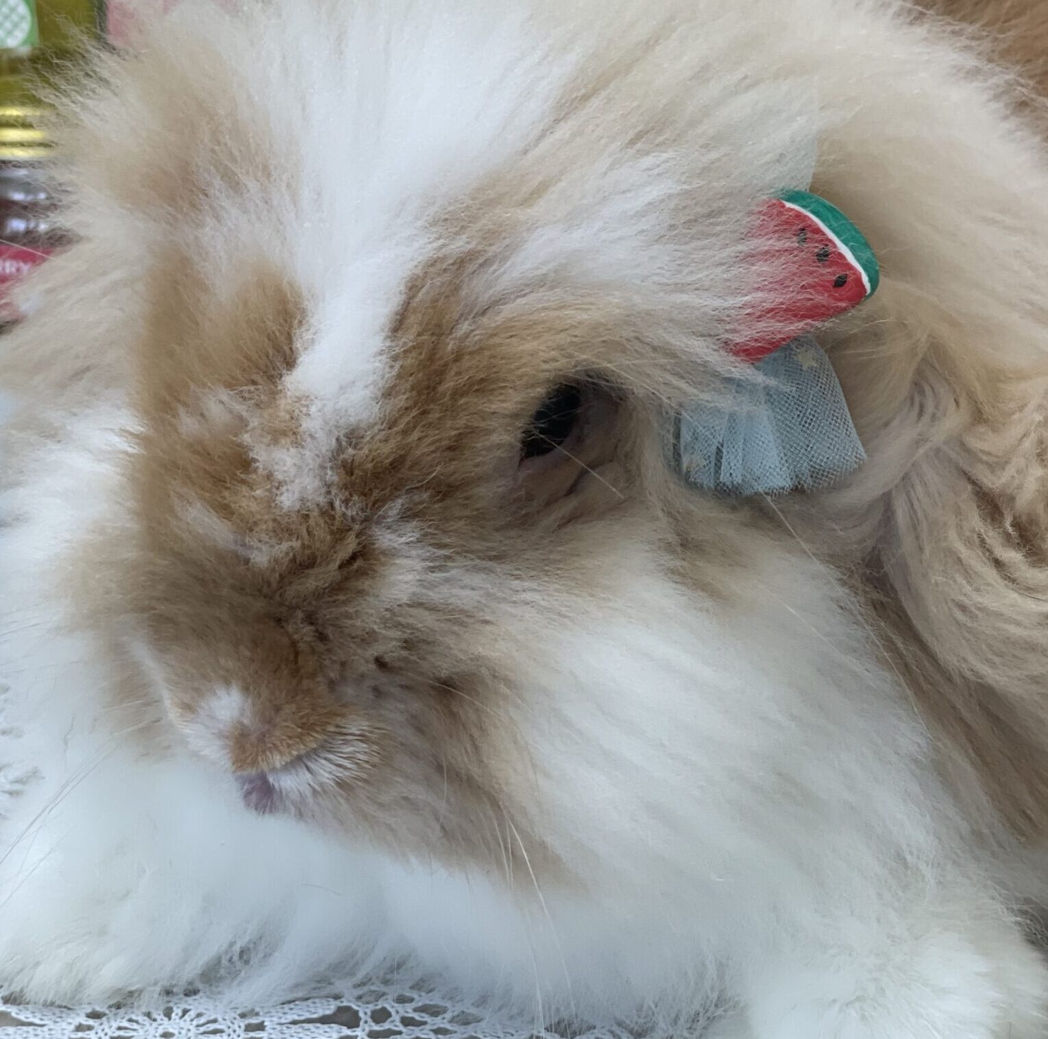 こころみたすペット思い出セレモニーにて葬儀したペットちゃん | うさちくん