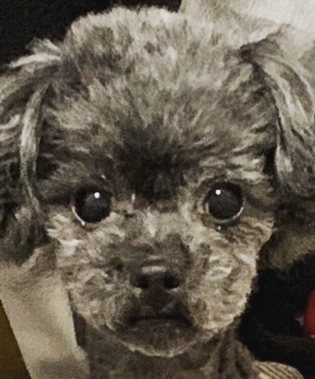 こころみたすペット思い出セレモニーにて葬儀したペットちゃん | ルビーちゃん