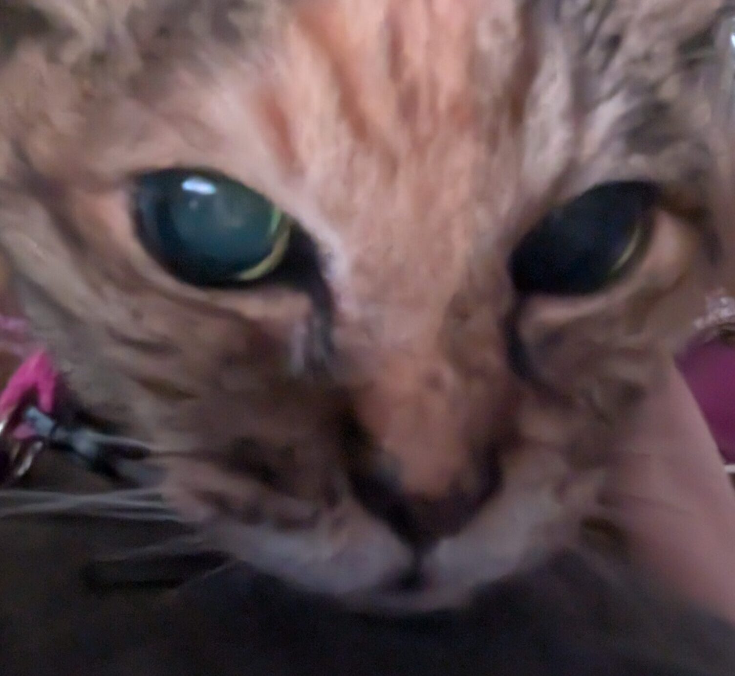 こころみたすペット思い出セレモニーにて葬儀したペットちゃん | チャッピーちゃん