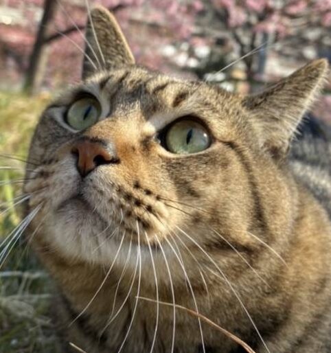 こころみたすペット思い出セレモニーにて葬儀したペットちゃん | チッチくん